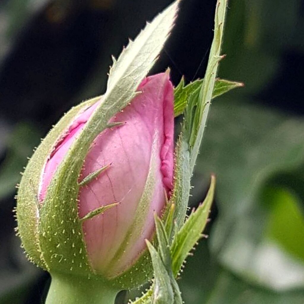 اسانس مشابه و کپی شده از غنچه گل محمدی