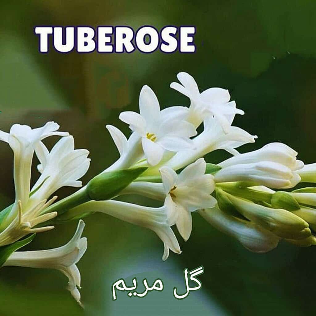 اسانس مشابه و کپی شده از گل مریم